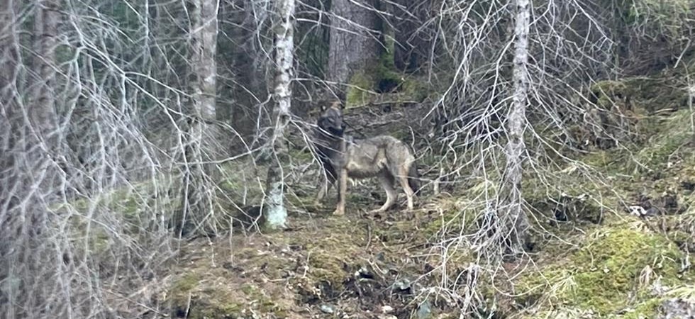 Foto Anna - gruppo Facebook “Fiemme e Fassa il ritorno del lupo” Il lupo ripreso a pochi metri di distanza nella zona di Moena: “Potrebbe essere una femmina già avvistata in zona”